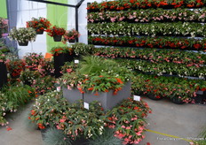 Four new colours were added to the funky series.